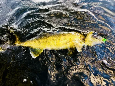 wta_2488_walleye3