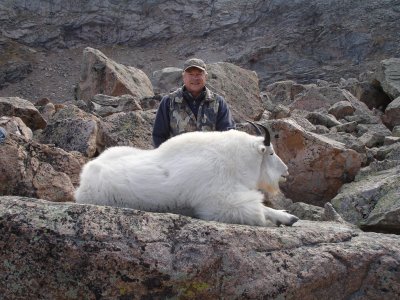 Colorado Mountain Goat