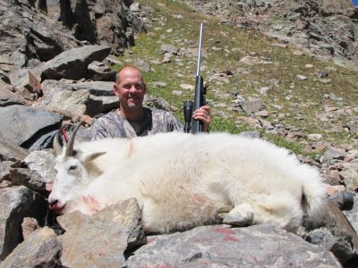 Colorado Mountain Goat