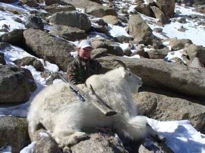 Colorado Mountain Goat