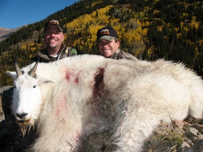 Colorado Mountain Goat