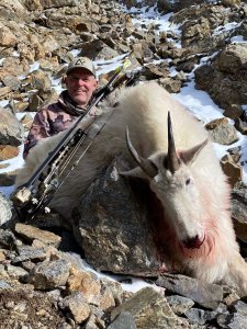 Colorado Archery Mountain Goat