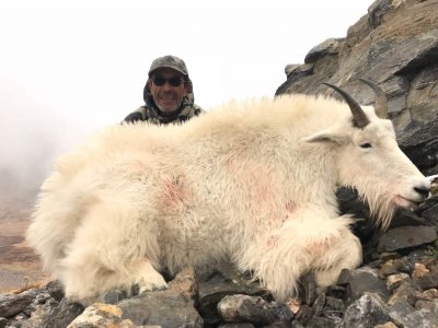 Colorado Mountain Goat