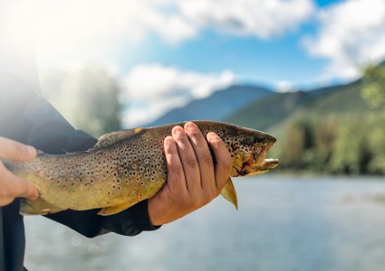 man holds a large trout after fishing it in the river between the Pyrenees mountains
