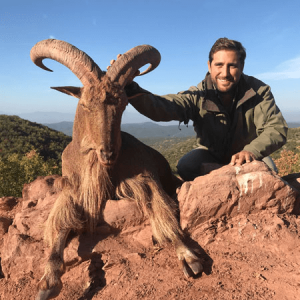 wta_2534_Barbary Sheep all animals