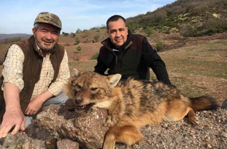 wta_2534_Golden Jackal Macedonia