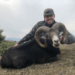 wta_2534_Mouflon all animals