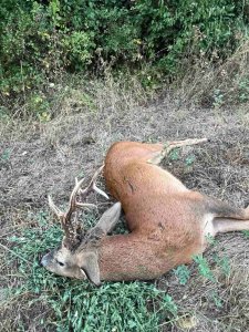 wta_2534_Roe Deer Macedonia 2