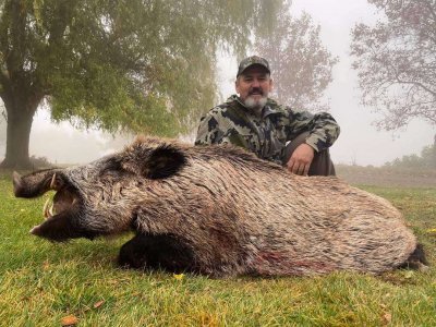 wta_2534_wild boar 2020 2 (1)