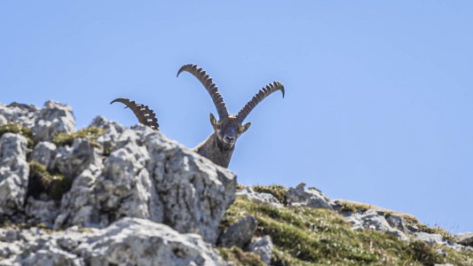 wta_2535_Ibex