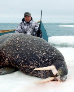 wta_275_211F81_062_Walrus-6