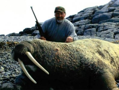 wta_275_8C14W0_062_Walrus-3