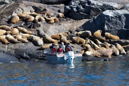 wta_275_ACZWBM_062_Walrus-9