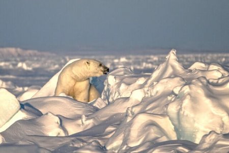 wta_275_HIPMTR_PBear_062(34)