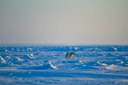 wta_275_QCVHUK_PBear_062(37)