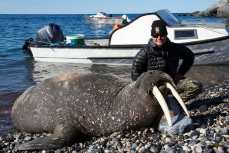 wta_275_X6KQNO_062_Walrus-12