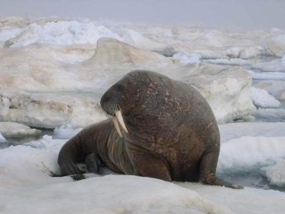 wta_302_LYXHCN_062_Arctic-8