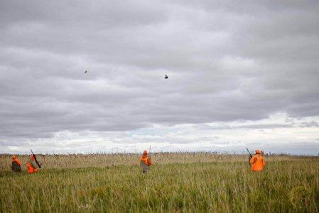 wta_388_1K0AZW_161_pheasants17