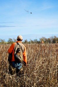 wta_388_F5YCMS_161_pheasant21