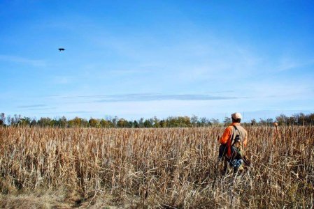 wta_388_JD7GV1_161_pheasant22