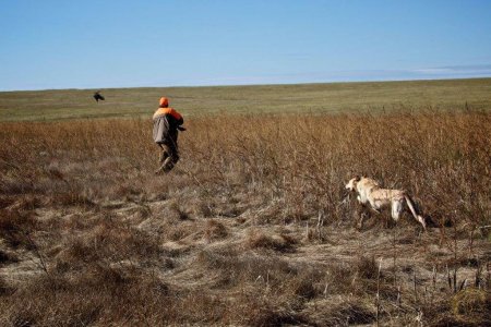 wta_388_LWSI60_161_pheasant20
