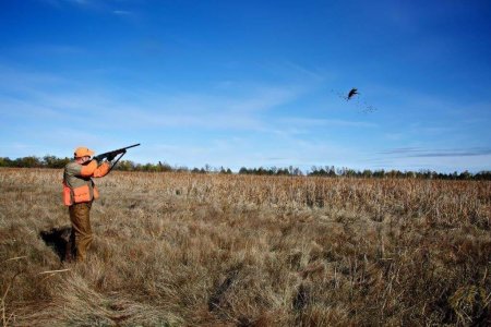wta_388_OHAAKR_161_pheasants16