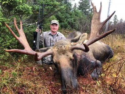 wta_411_palmertree moose