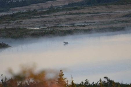 wta_412_34E7I5_101_newfoundland-9