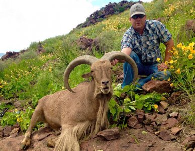wta_440_0SNDHR_107_aoudad-30