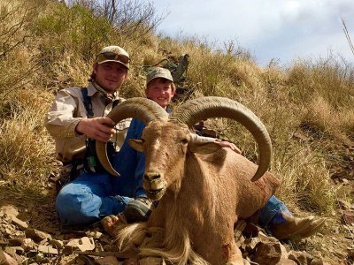 wta_440_0WRNIC_107_aoudad-8
