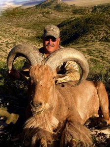 wta_440_5ONRWA_107_aoudad-13