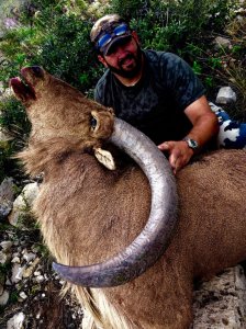 wta_440_8WQLVK_107_aoudad-15