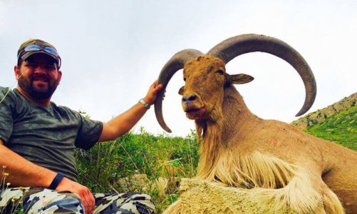 wta_440_9ZI2FS_107_aoudad-16