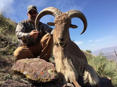 wta_440_C7YD95_107_aoudad-24