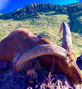 wta_440_CMK8RQ_107_aoudad-10