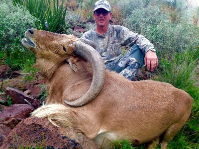 wta_440_D6OFM9_107_aoudad-12