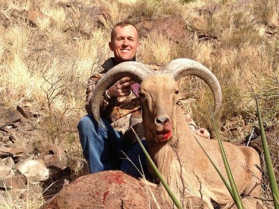 wta_440_HA5IL8_107_aoudad-33