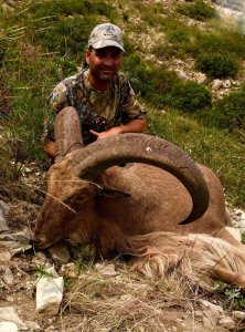 wta_440_HIUSSR_107_aoudad-21