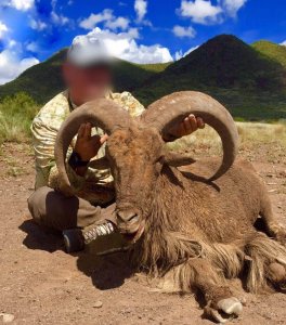 wta_440_IPHOV6_107_aoudad-2
