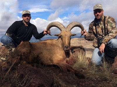 wta_440_L1X00U_107_aoudad-25
