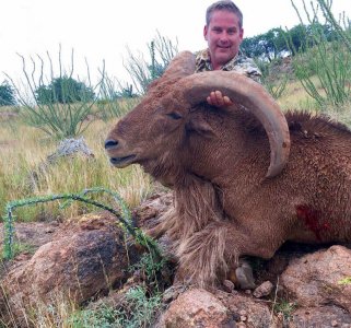 wta_440_MSW93J_107_aoudad-19