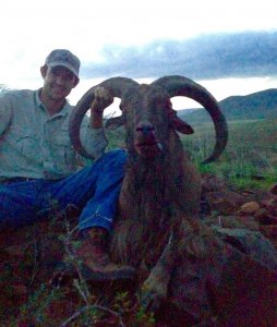 wta_440_Q6SA66_107_aoudad-31