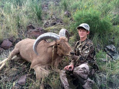 wta_440_RUOGRD_107_aoudad-28