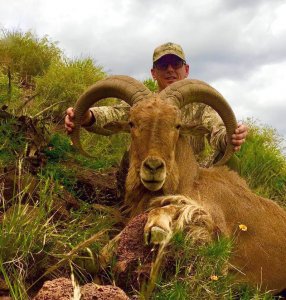 wta_440_UMA93A_107_aoudad-1