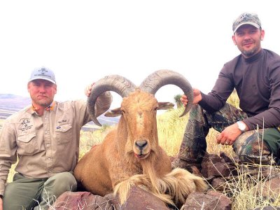 wta_440_X8WZ27_107_aoudad-26