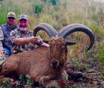 wta_440__featured_P40Z3T_107_aoudad-9