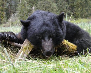 wta_542_wild 23