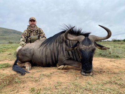 wta_590_3 Blue Wildebeest