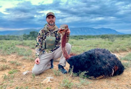 wta_590_4 Ostrich