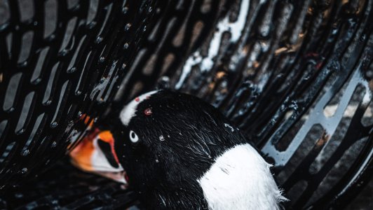 wta_620_DSC06665 Surf Scoter